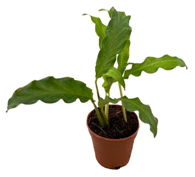 2" Calathea Rufibarba